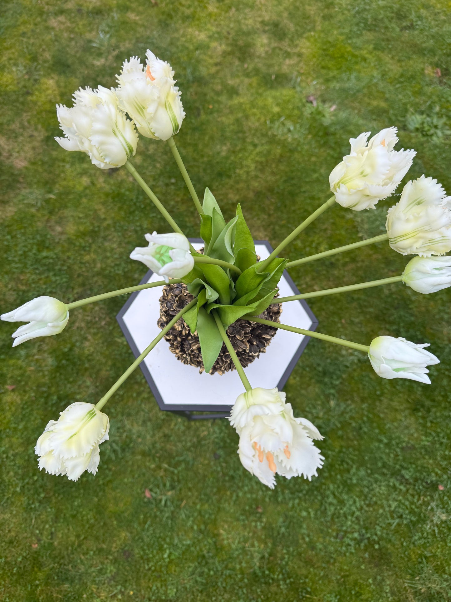 Papegaai tulpen incl. Vaas