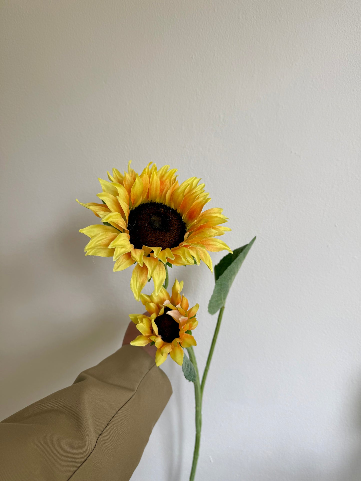 Grote zonnenbloem