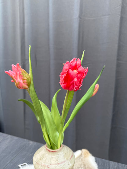 Papegaai tulpen Roos